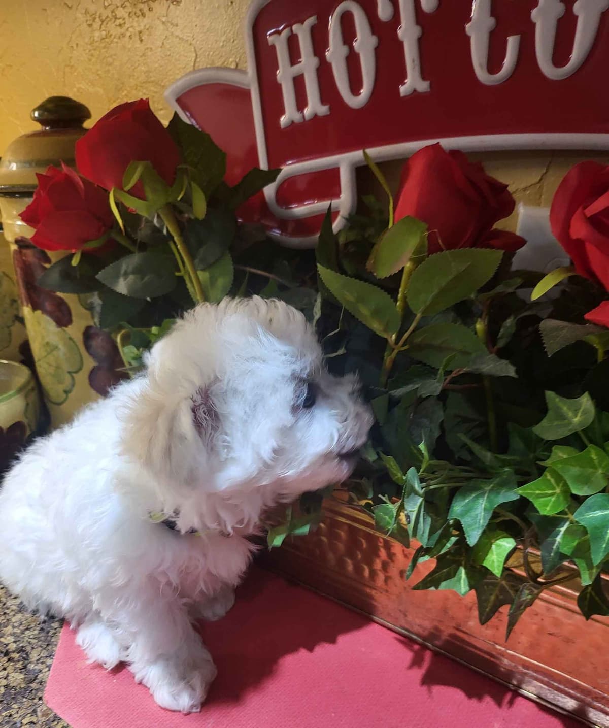MEMORIAL DAY AND JULY 4 CELEBRATION  SPECIAL Bichon Frise Puppies breeder image 19