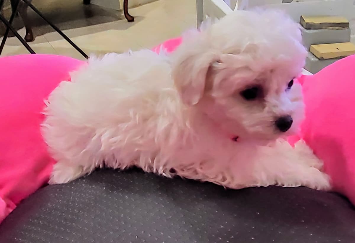 MEMORIAL DAY AND JULY 4 CELEBRATION  SPECIAL Bichon Frise Puppies breeder image 20