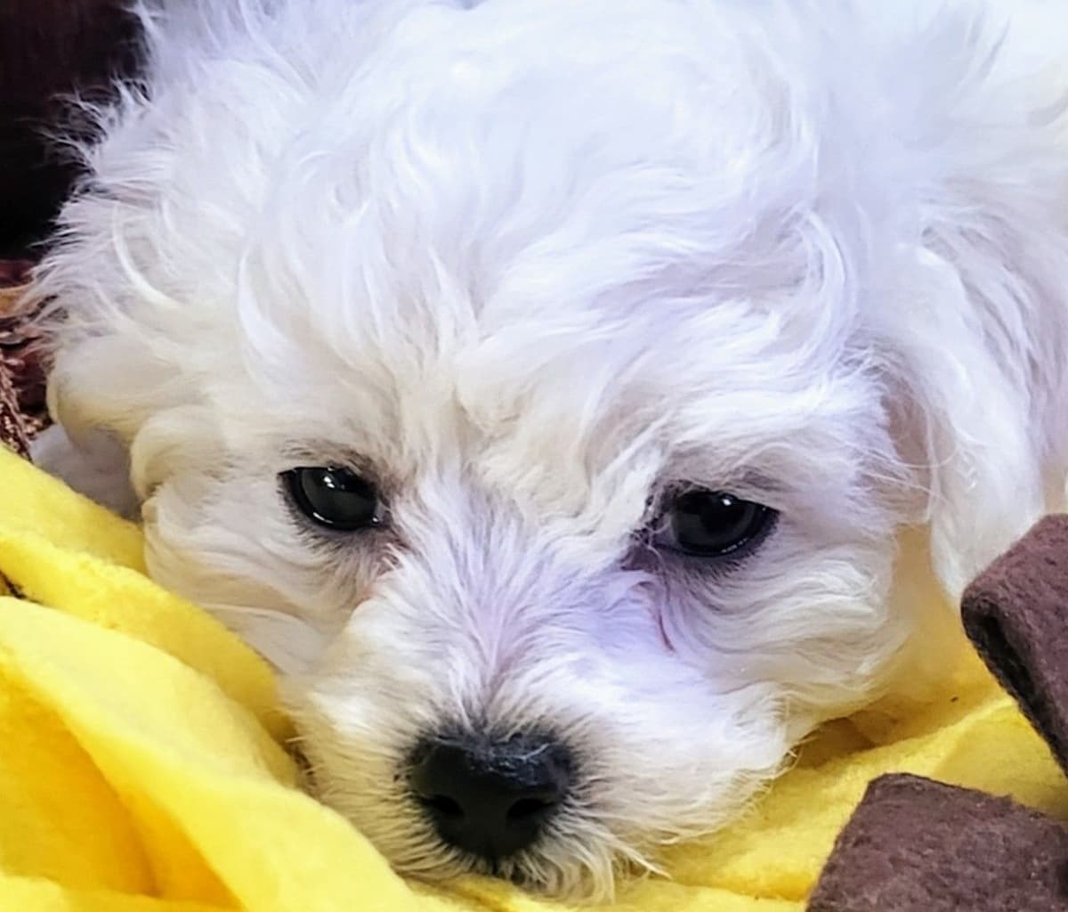 MEMORIAL DAY AND JULY 4 CELEBRATION  SPECIAL Bichon Frise Puppies breeder image 21
