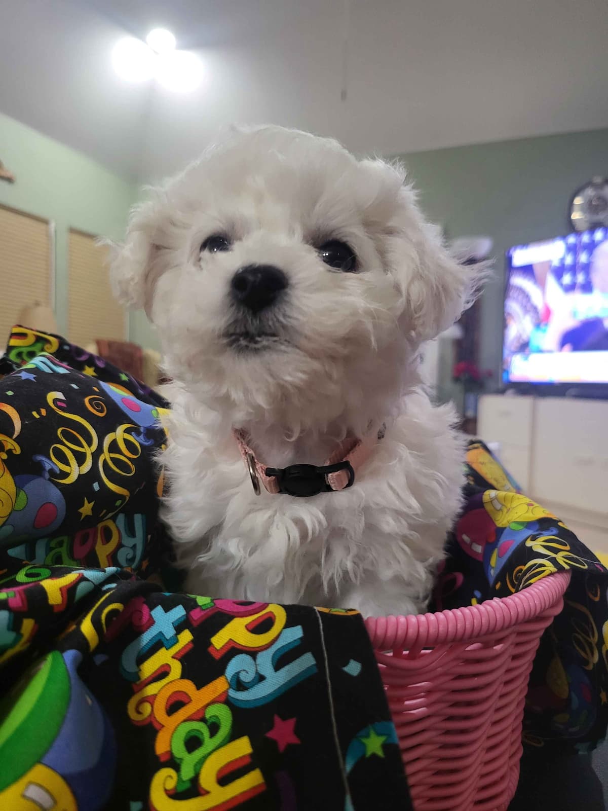 MEMORIAL DAY AND JULY 4 CELEBRATION  SPECIAL Bichon Frise Puppies breeder image 22