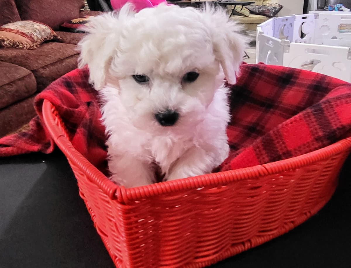 MEMORIAL DAY AND JULY 4 CELEBRATION  SPECIAL Bichon Frise Puppies breeder image 23
