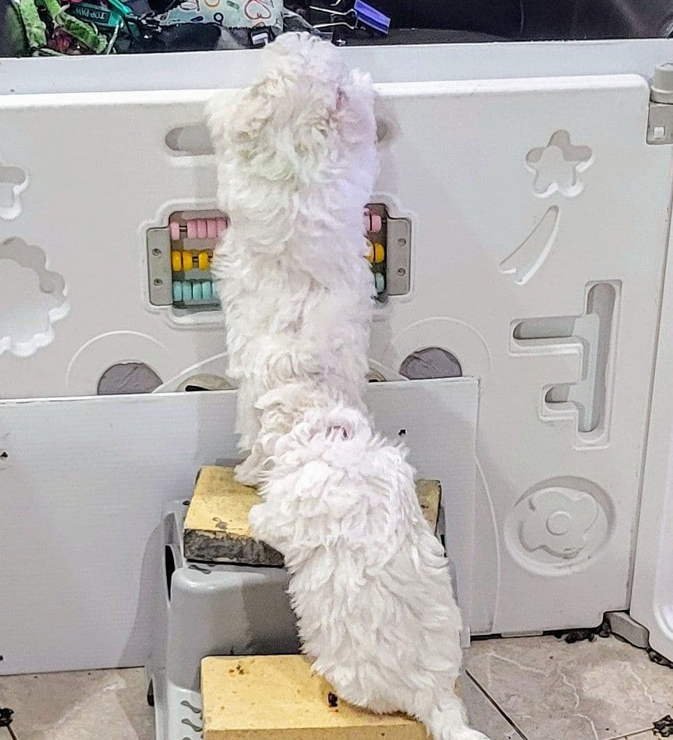 MEMORIAL DAY AND JULY 4 CELEBRATION  SPECIAL Bichon Frise Puppies breeder image 24
