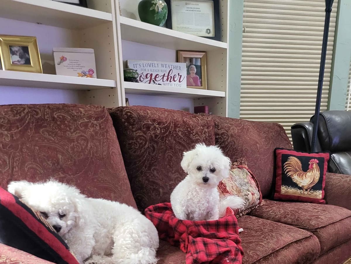 MEMORIAL DAY AND JULY 4 CELEBRATION  SPECIAL Bichon Frise Puppies breeder image 25