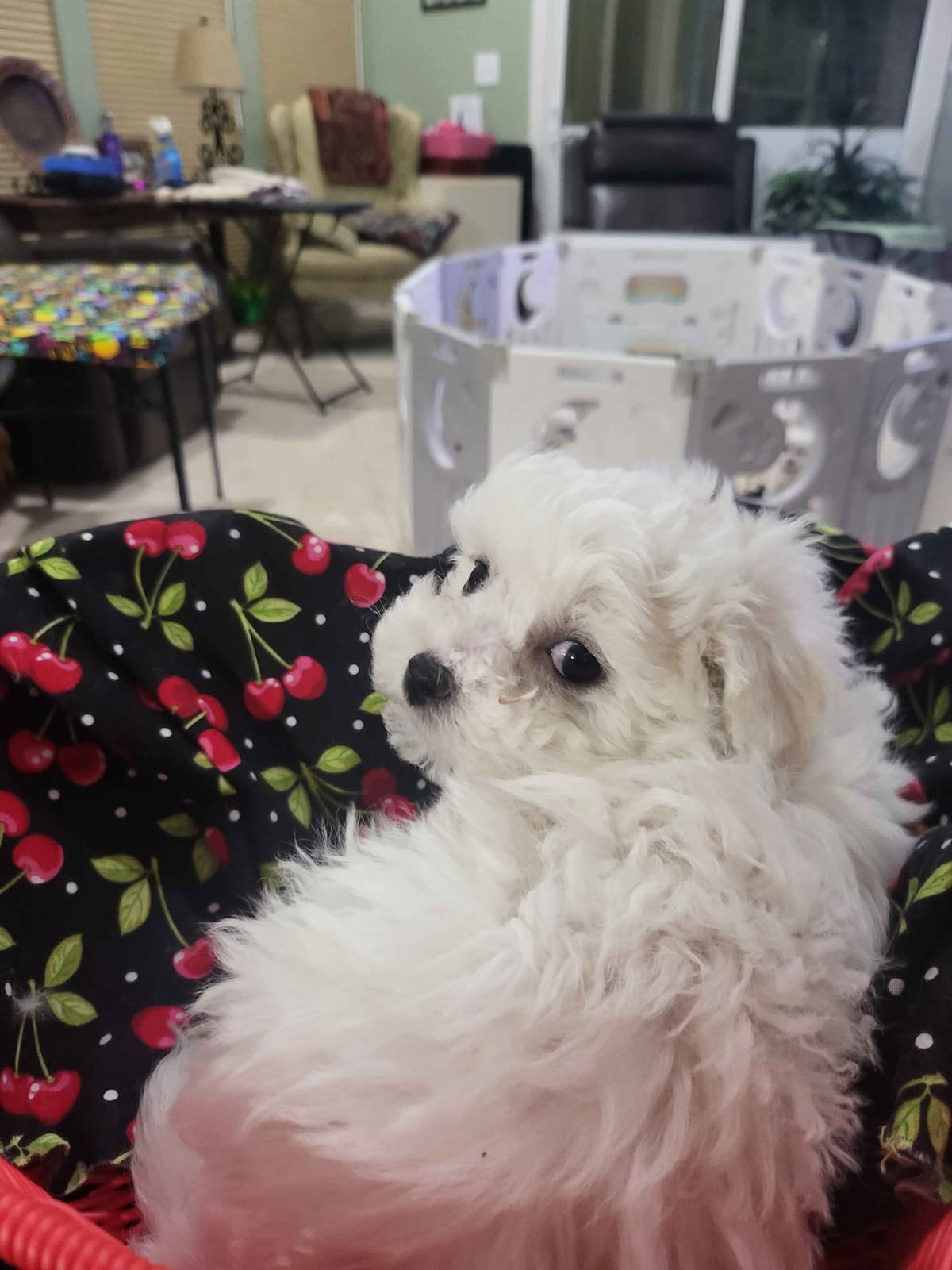 MEMORIAL DAY AND JULY 4 CELEBRATION  SPECIAL Bichon Frise Puppies breeder image 26