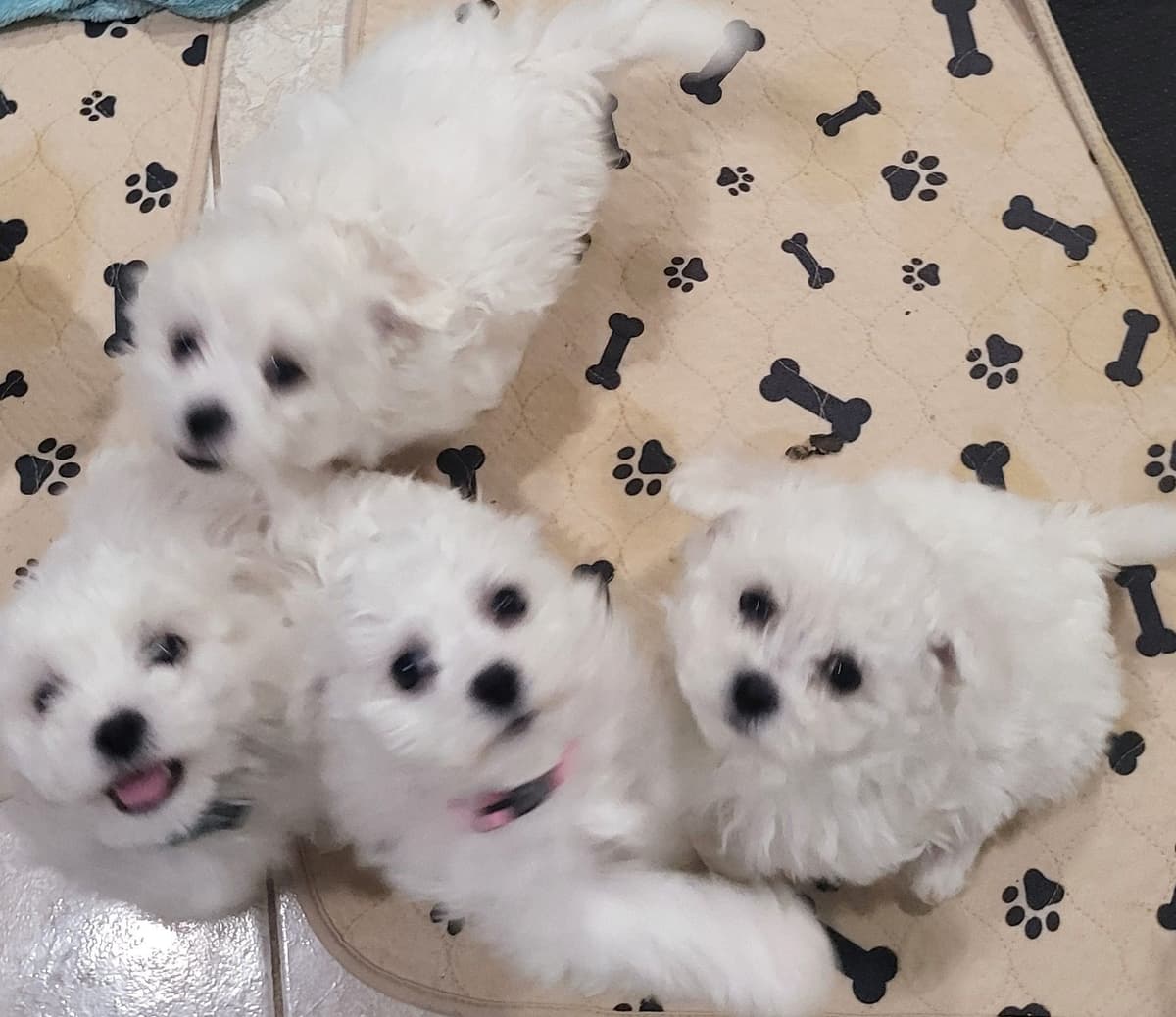 MEMORIAL DAY AND JULY 4 CELEBRATION  SPECIAL Bichon Frise Puppies breeder image 27