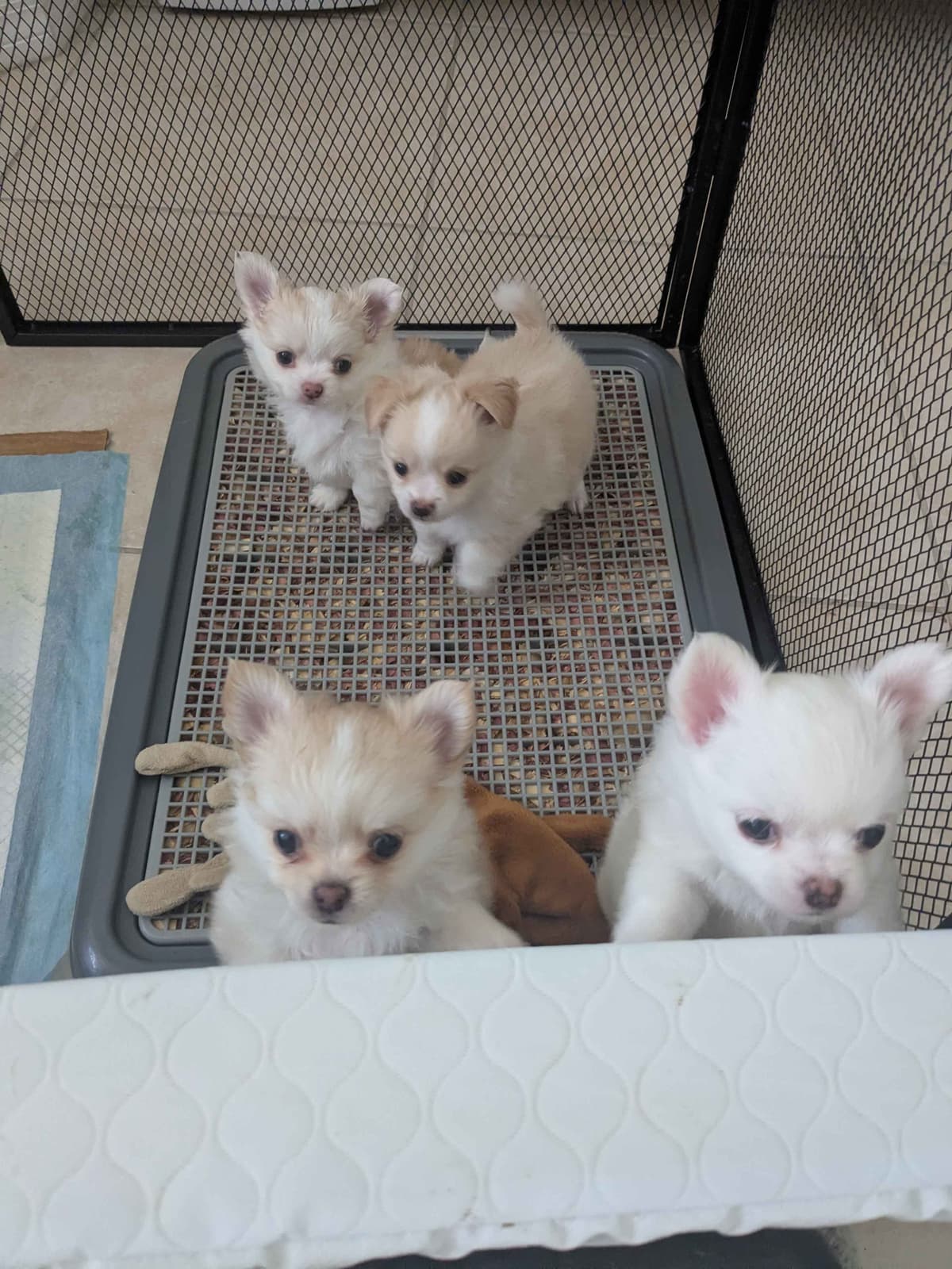 Chihuahua Puppies breeder image 1