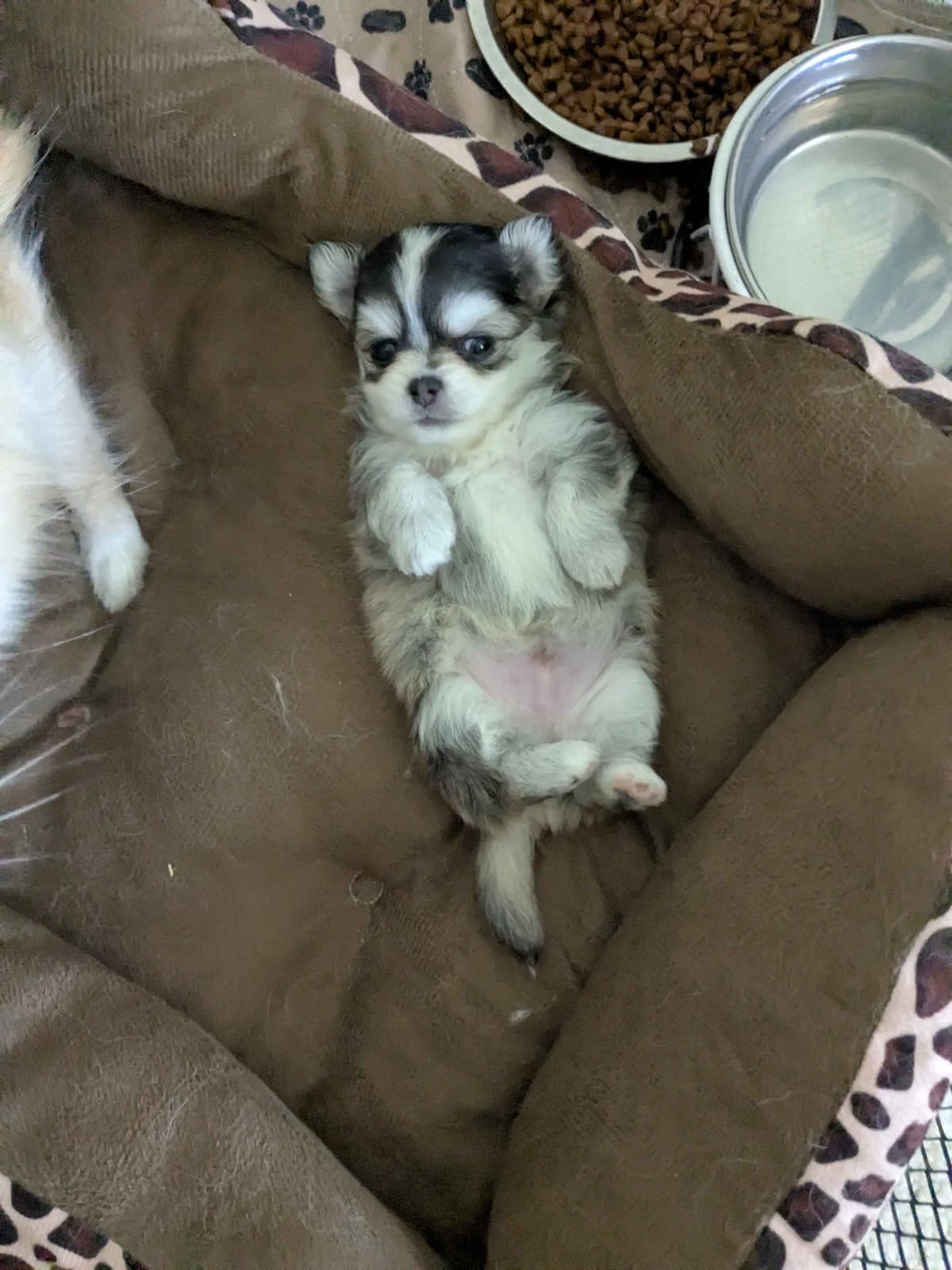 Chihuahua Puppies breeder image 4