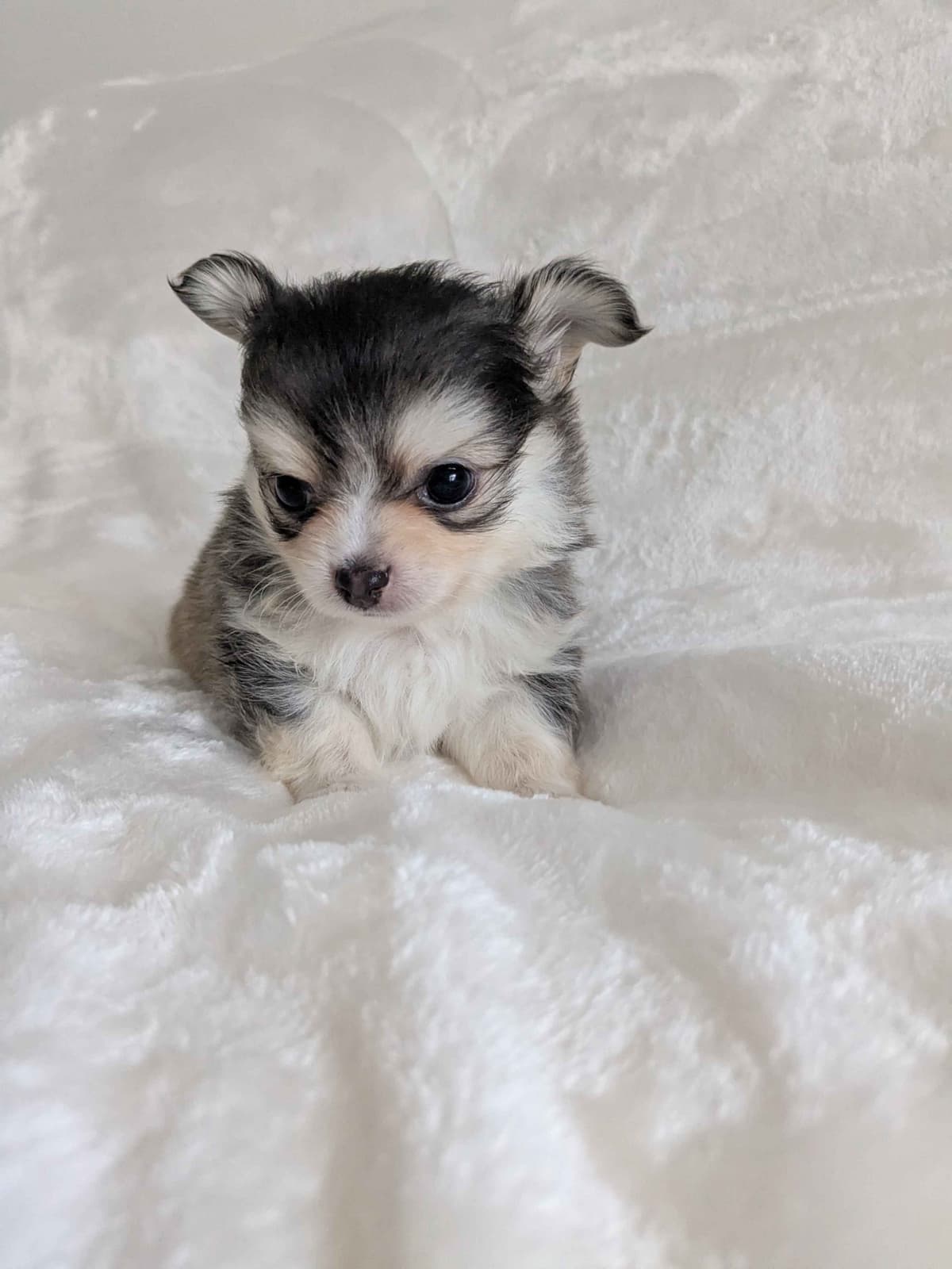 Chihuahua Puppies breeder image 5