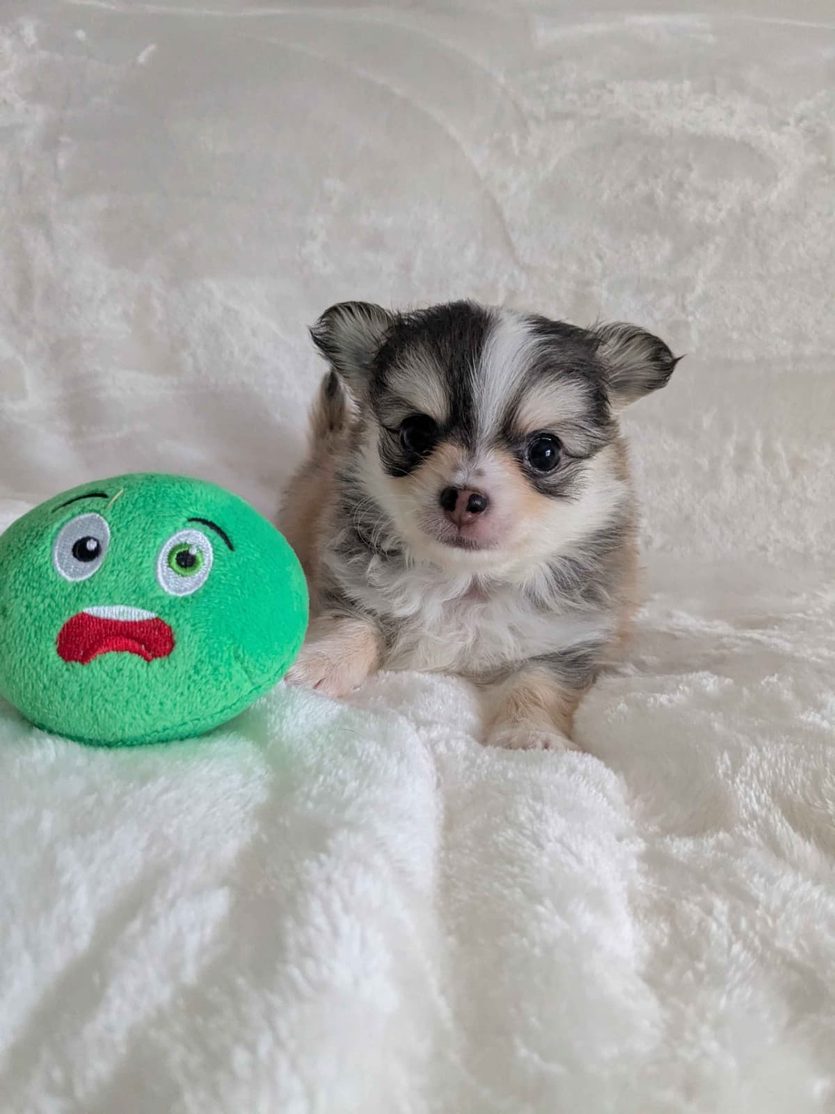 Chihuahua Puppies breeder image 6