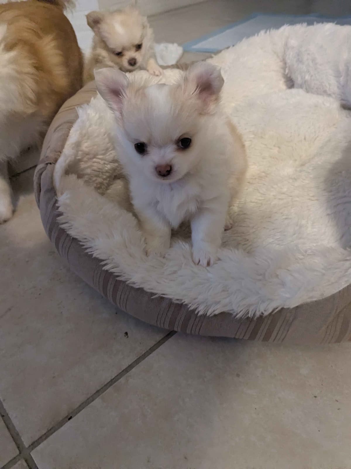 Chihuahua Puppies breeder image 8