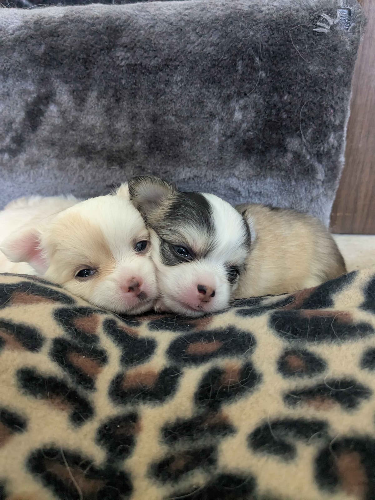 Chihuahua Puppies breeder image 9