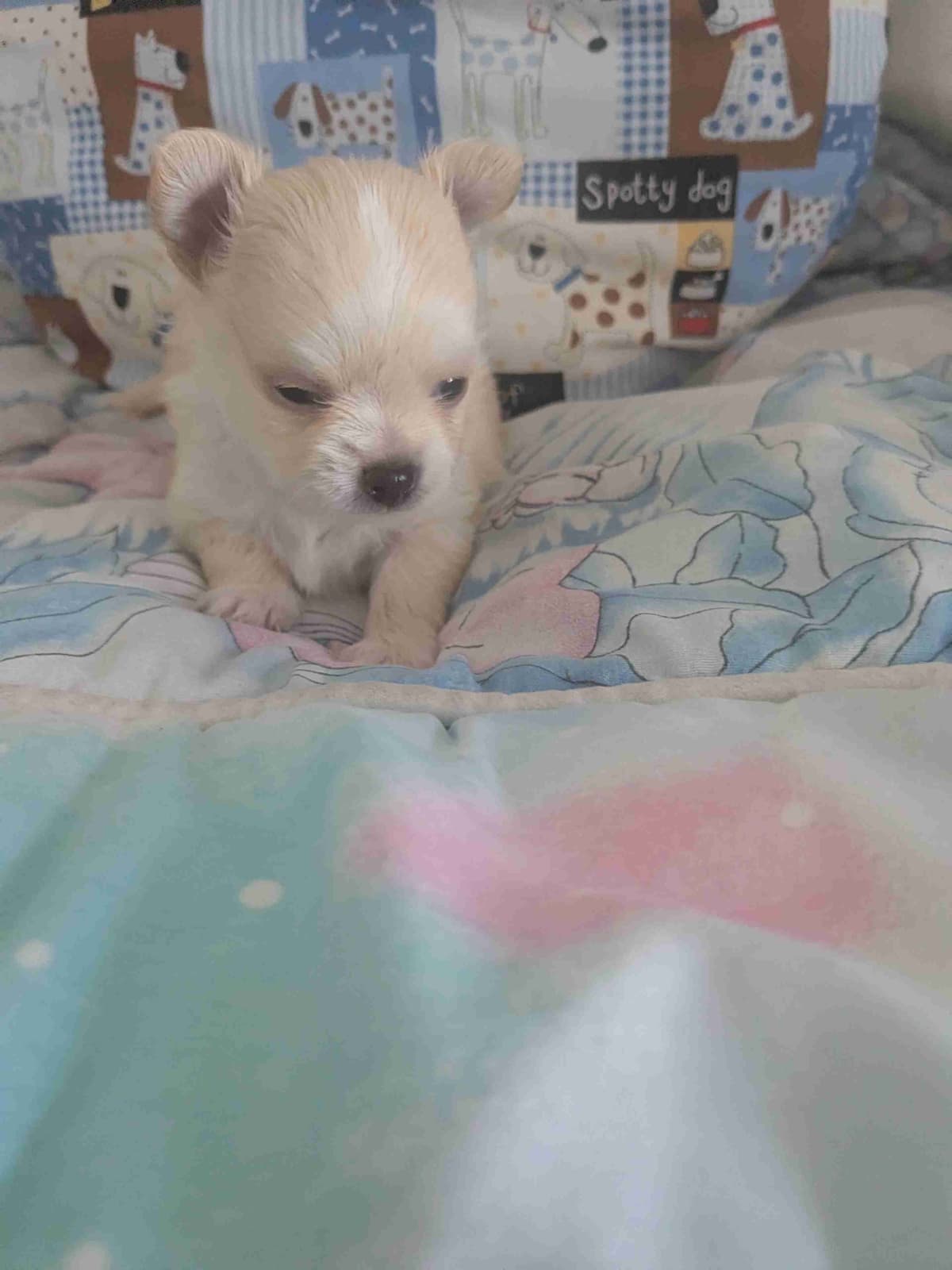 Chihuahua Puppies breeder image 10