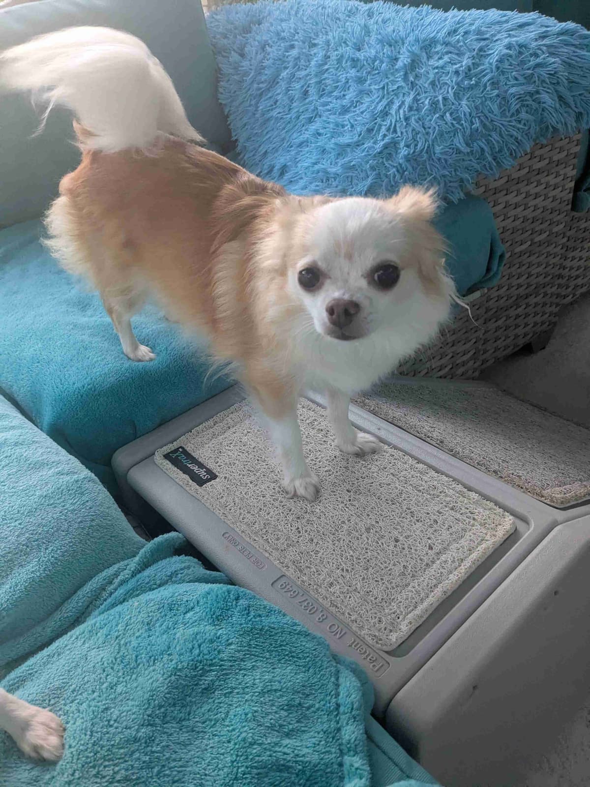 Chihuahua Puppies breeder image 11