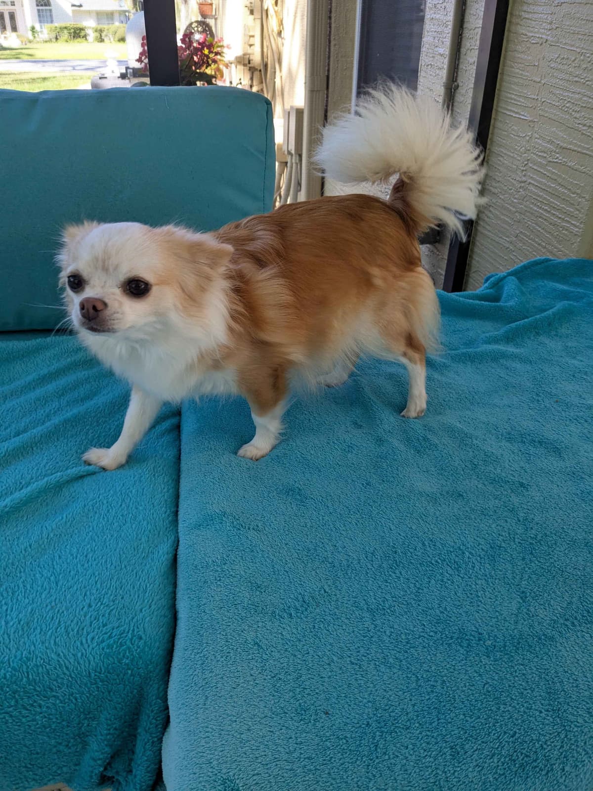 Chihuahua Puppies breeder image 14