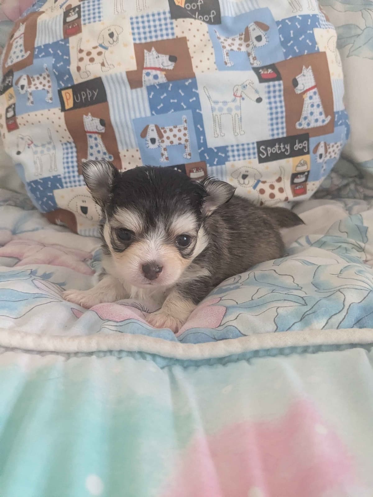 Chihuahua Puppies breeder image 15