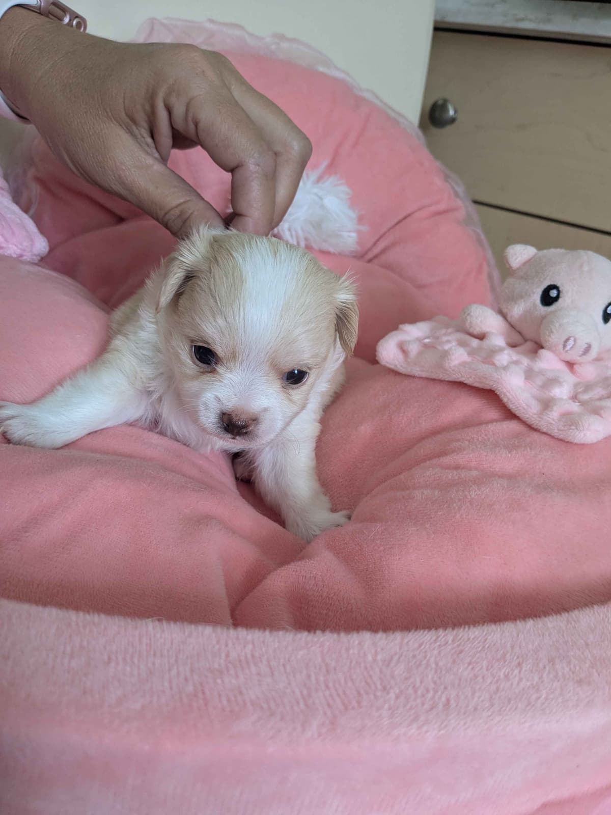 Chihuahua Puppies breeder image 16