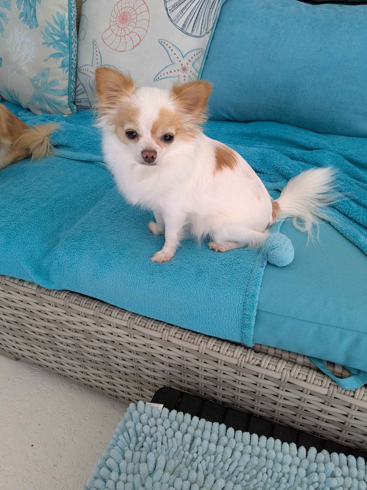 Chihuahua Puppies breeder image 17