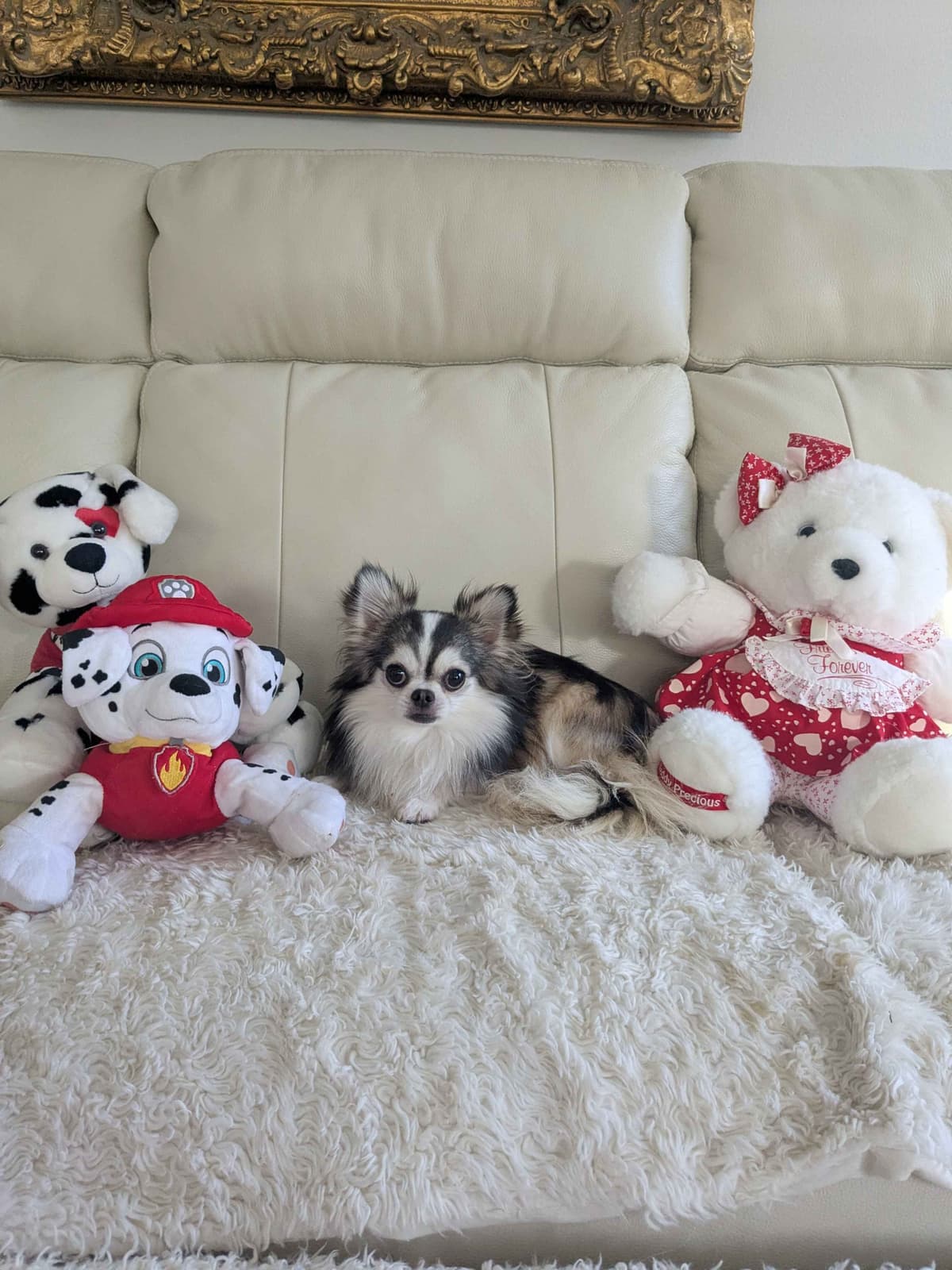 Chihuahua Puppies breeder image 18