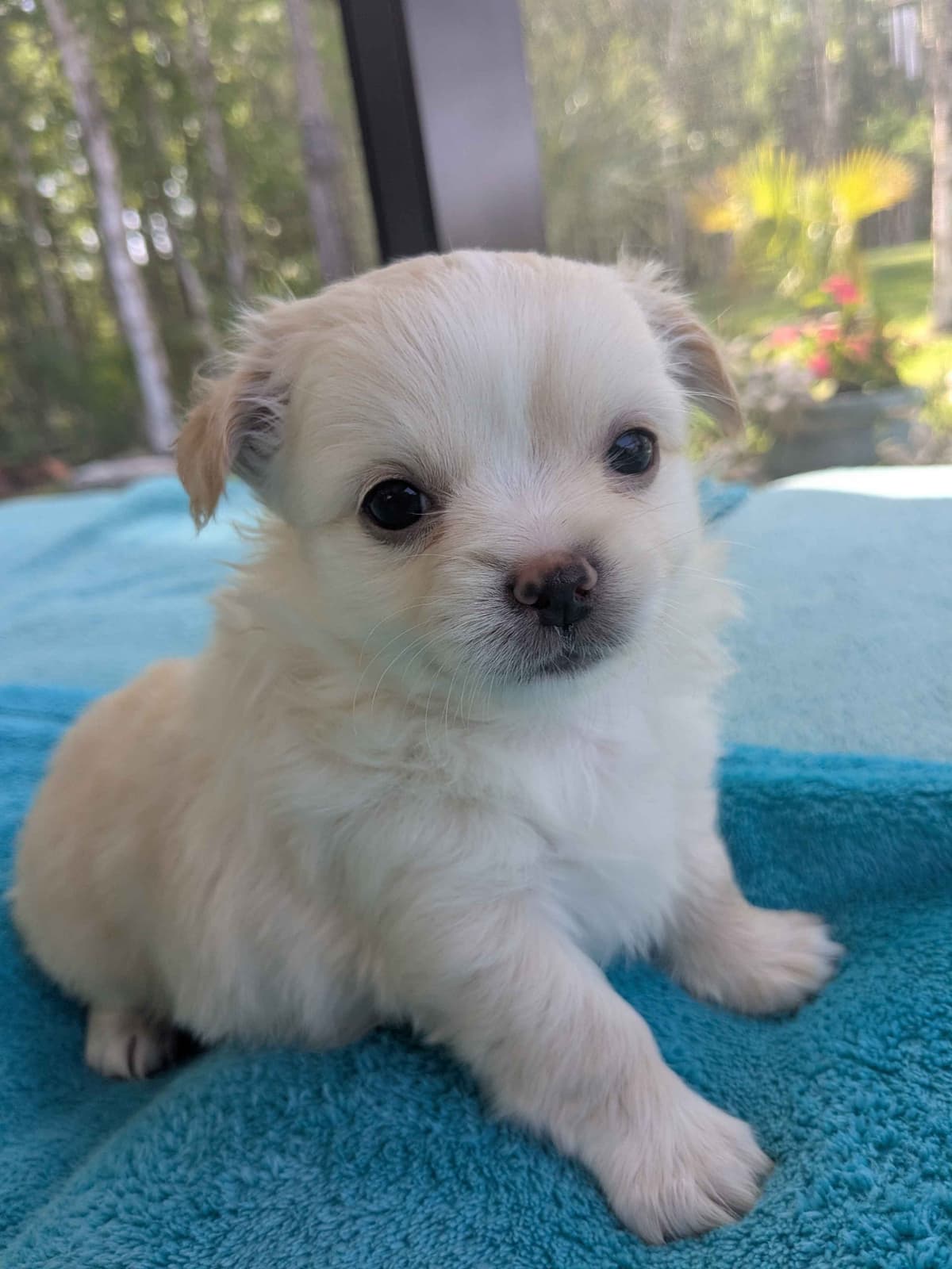 Chihuahua Puppies breeder image 20