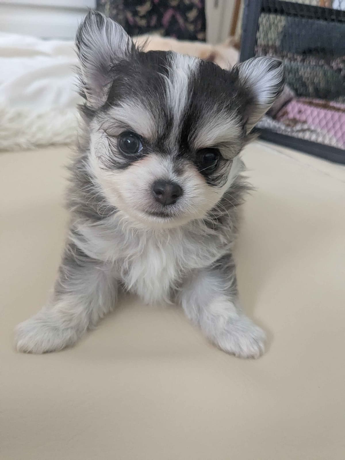 Chihuahua Puppies breeder image 21