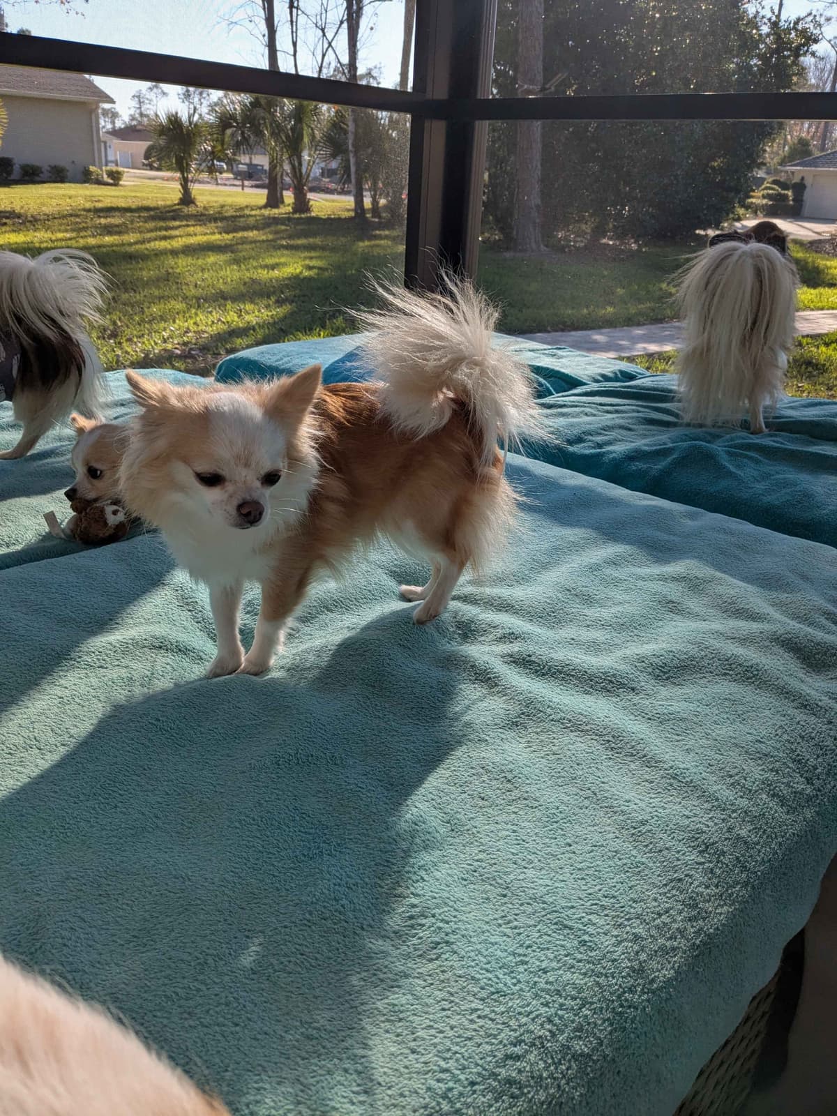Chihuahua Puppies breeder image 22