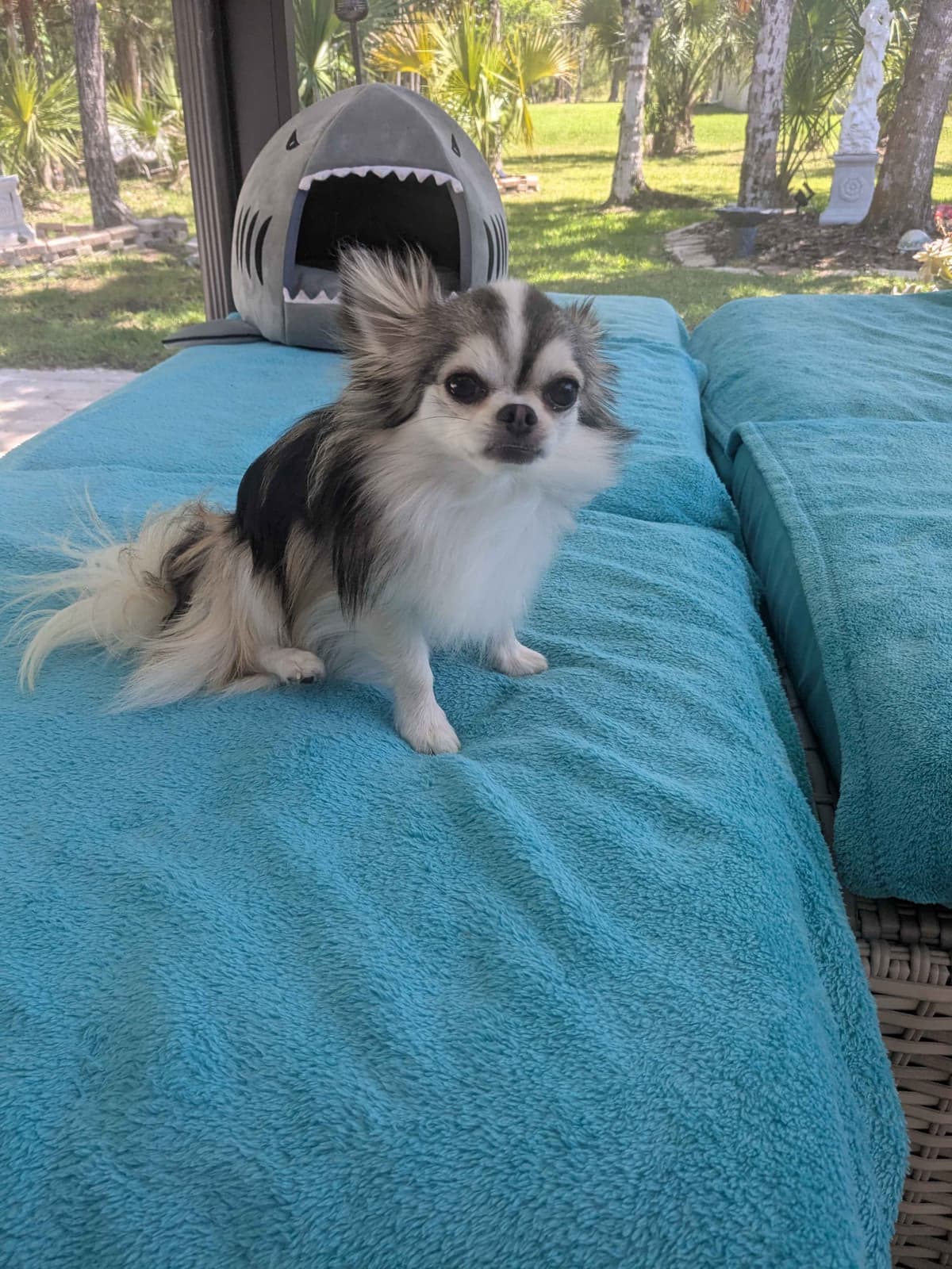 Chihuahua Puppies breeder image 23