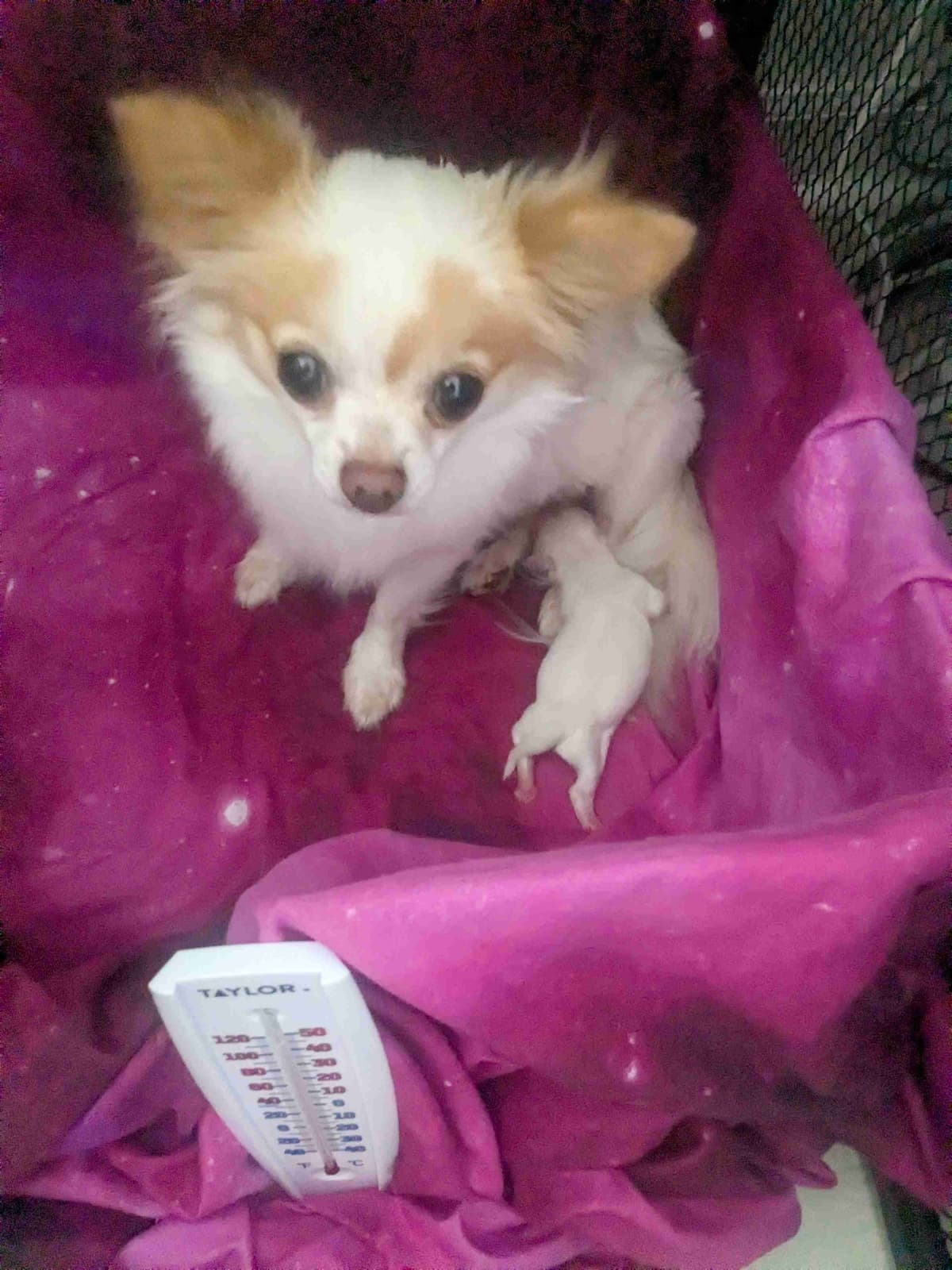 Chihuahua Puppies breeder image 24