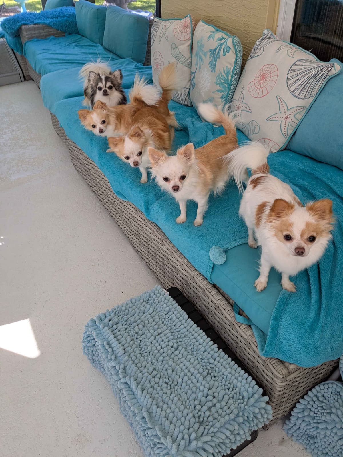 Chihuahua Puppies breeder image 25