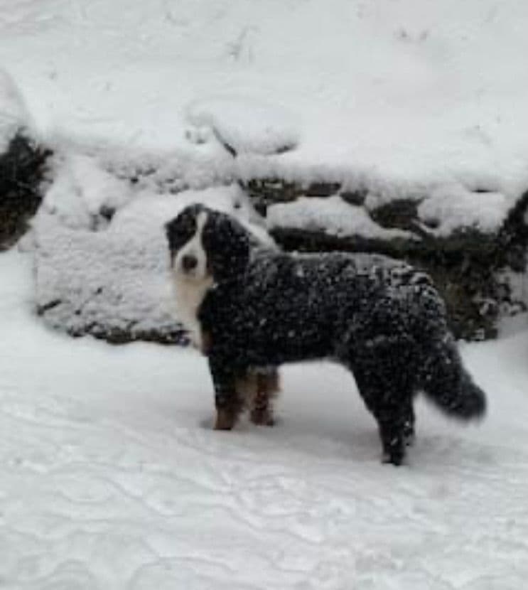 Bernese Mountain Dog Puppies breeder image 2