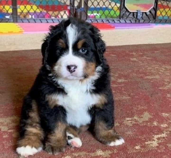 Bernese Mountain Dog Puppies breeder image 3