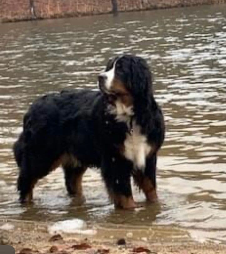 Bernese Mountain Dog Puppies breeder image 4