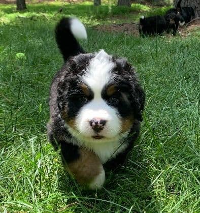 Bernese Mountain Dog Puppies breeder image 5