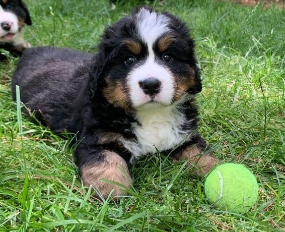 Bernese Mountain Dog Puppies breeder image 6
