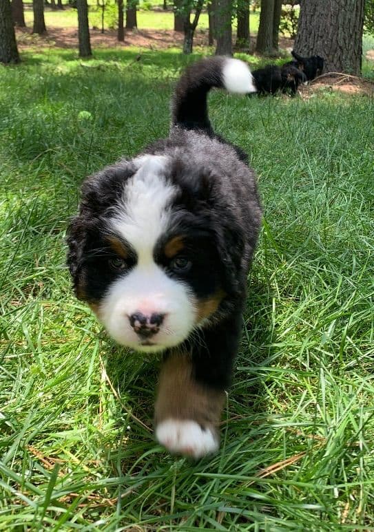 Bernese Mountain Dog Puppies breeder image 7