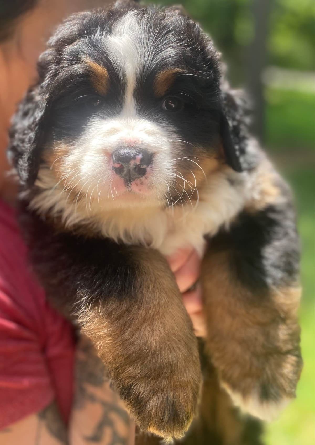 Bernese Mountain Dog Puppies breeder image 8