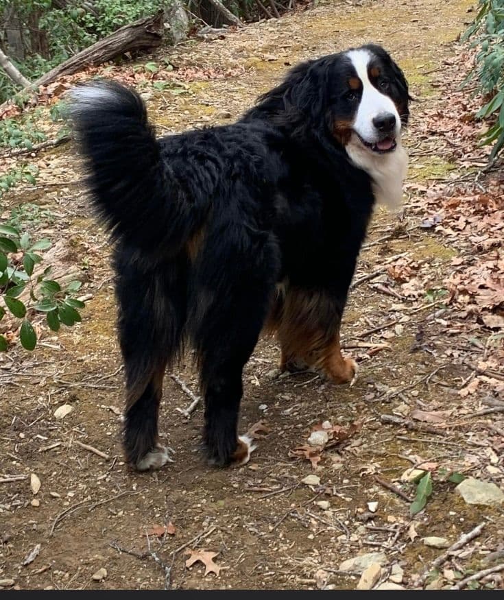 Bernese Mountain Dog Puppies breeder image 9