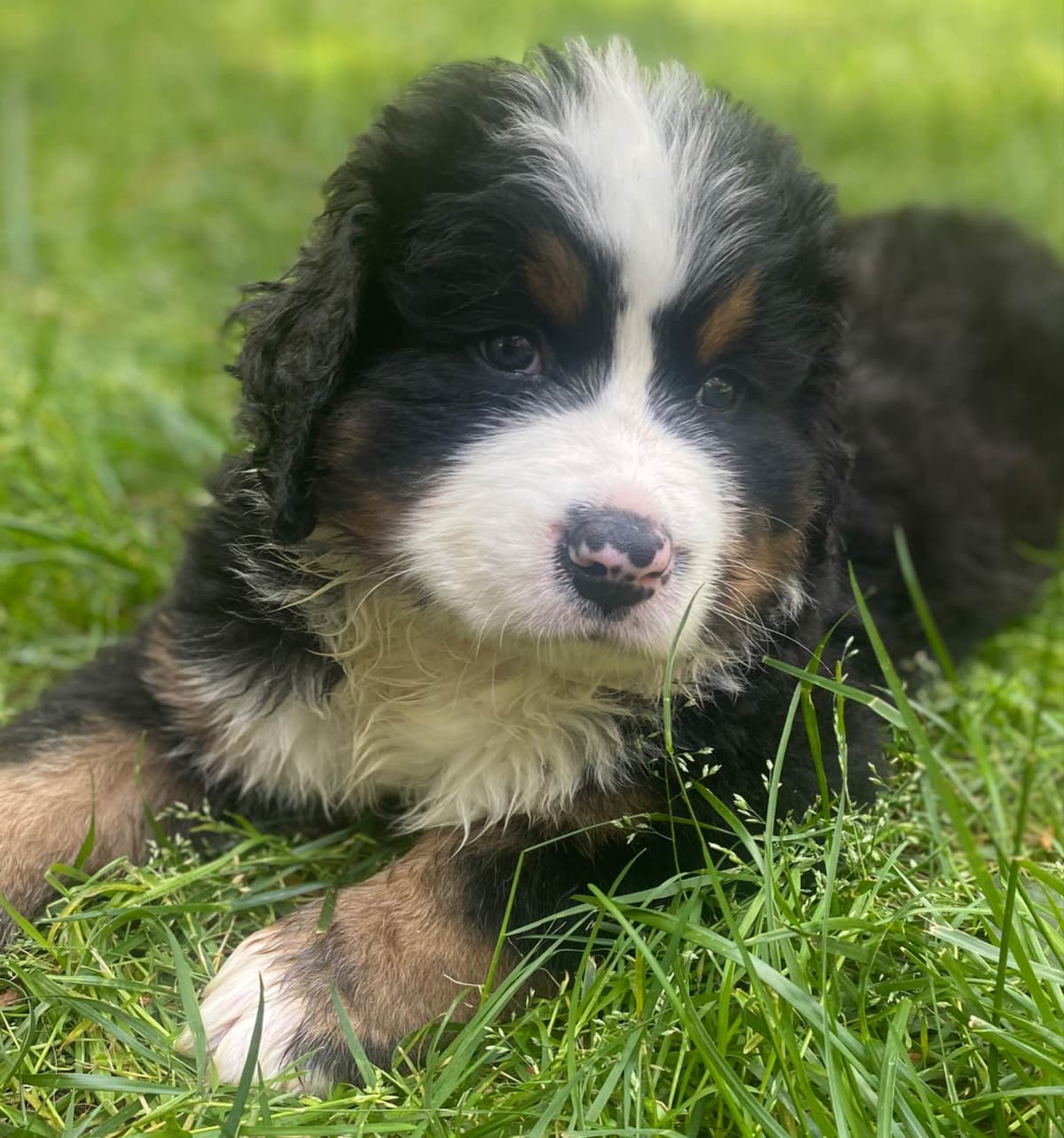 Bernese Mountain Dog Puppies breeder image 10