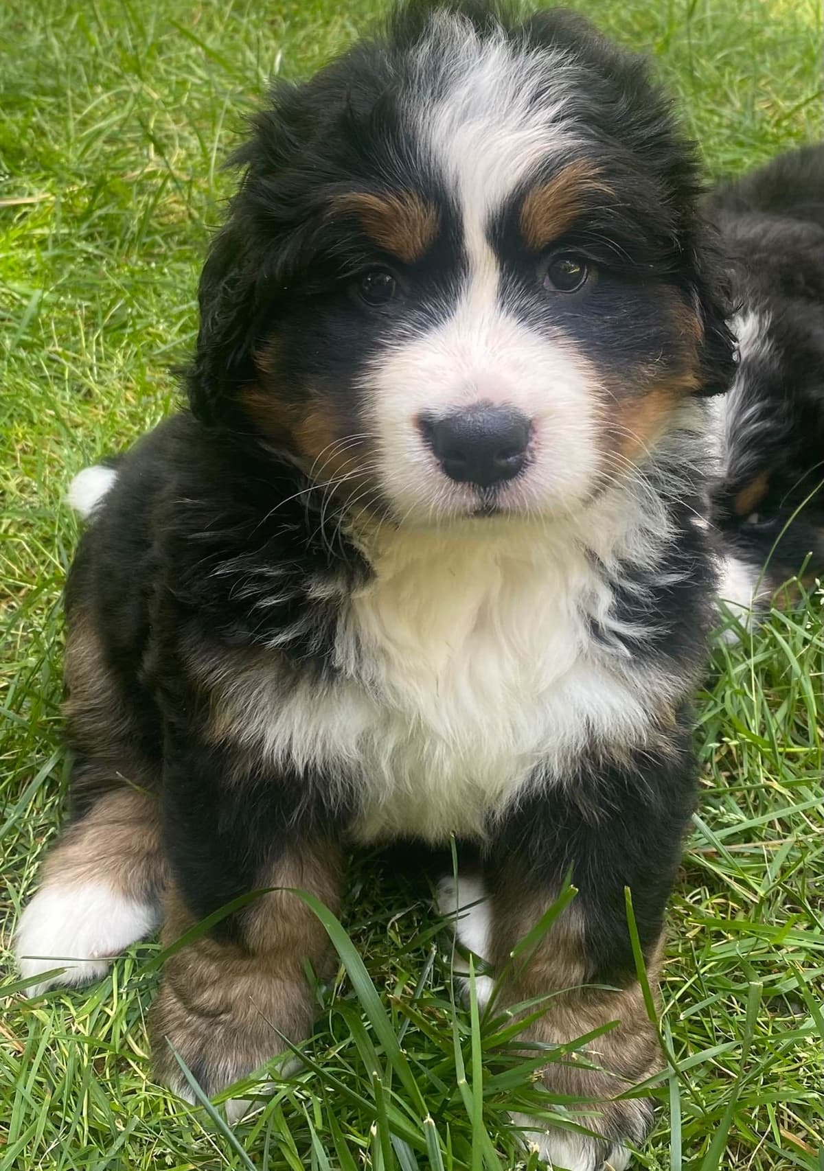 Bernese Mountain Dog Puppies breeder image 11