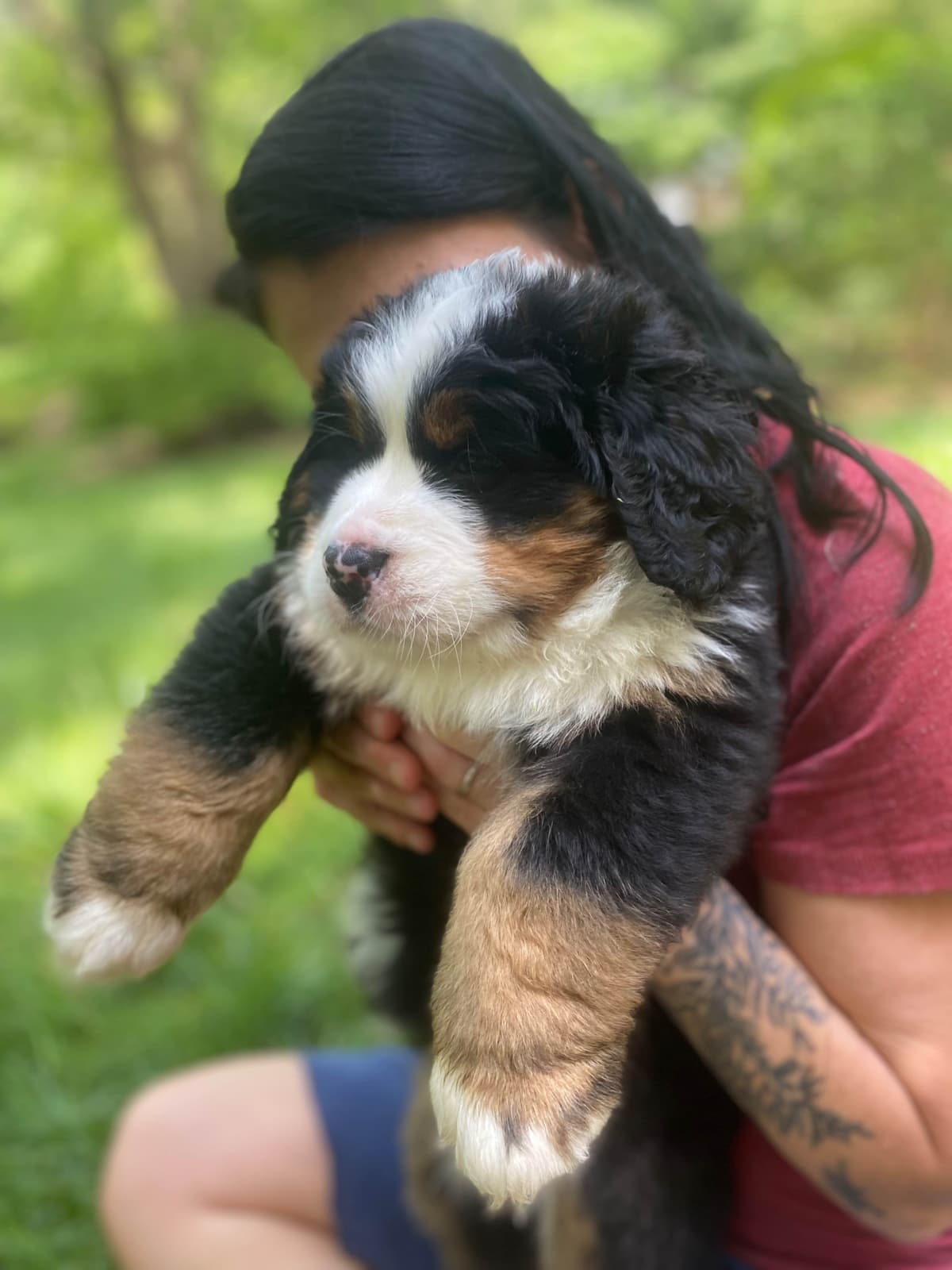 Bernese Mountain Dog Puppies breeder image 12