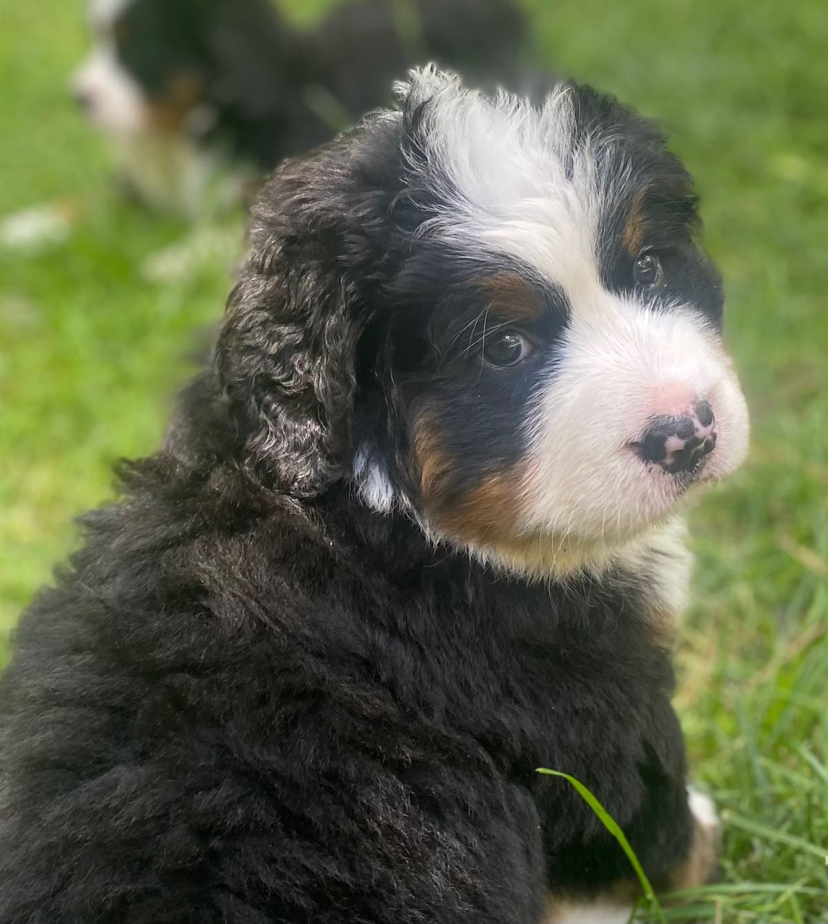Bernese Mountain Dog Puppies breeder image 14