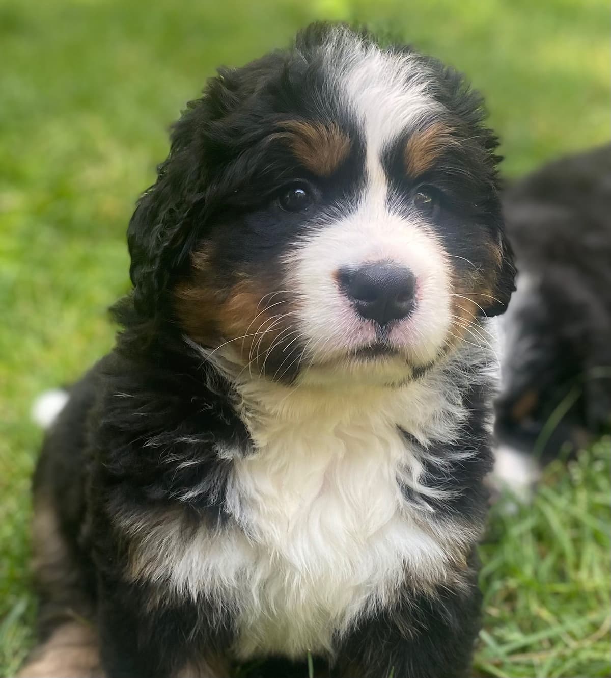 Bernese Mountain Dog Puppies breeder image 13
