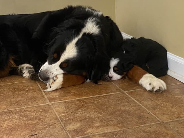 Bernese Mountain Dog Puppies media 2