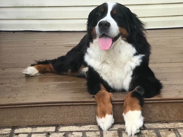 Bernese Mountain Dog Puppies media 3