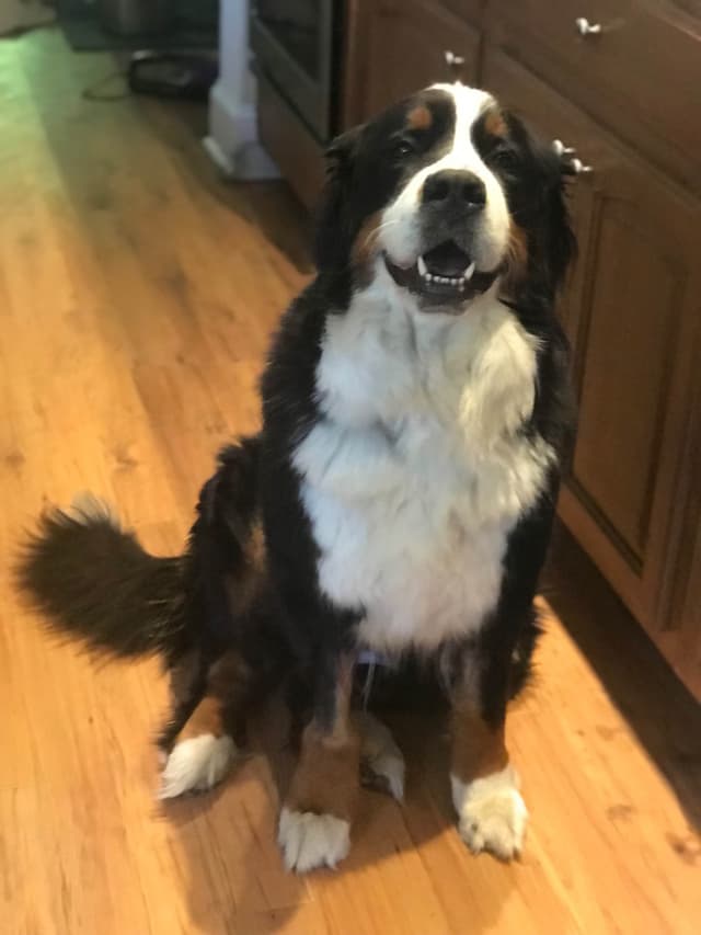 Bernese Mountain Dog Puppies media 4