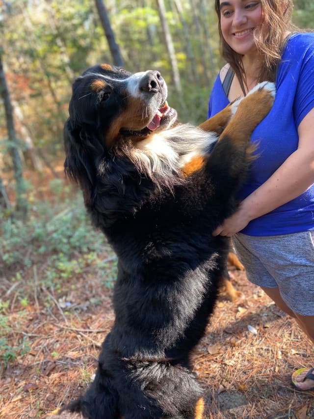 Bernese Mountain Dog Puppies media 5