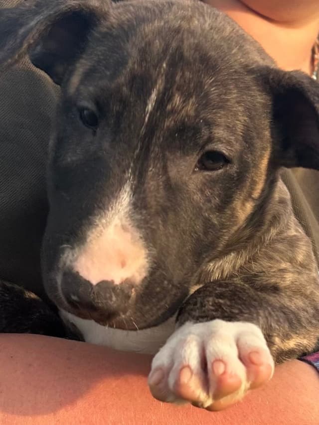 Bull Terrier Puppies media 2