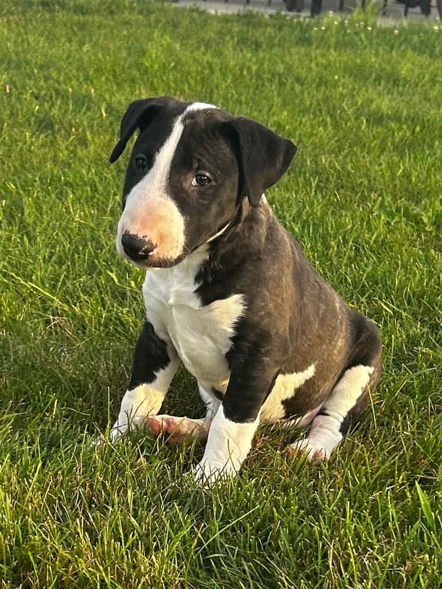 Bull Terrier Puppies media 3