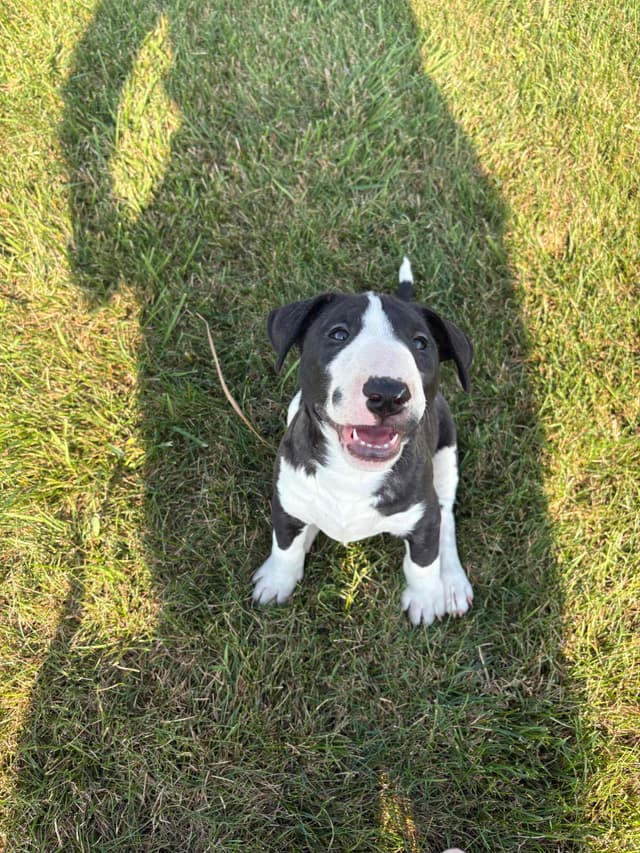 Bull Terrier Puppies media 4