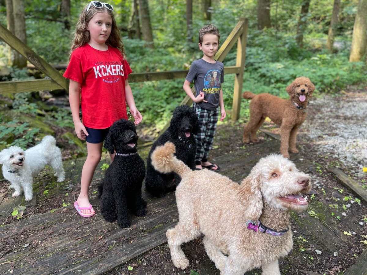 Poodle Puppies breeder image 2