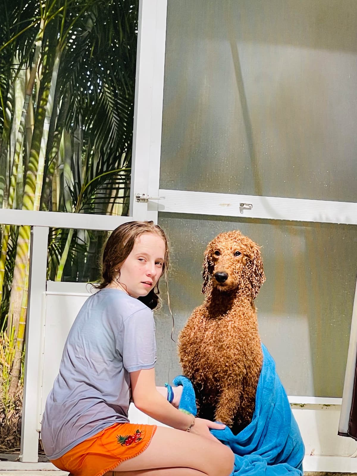 Poodle Puppies breeder image 7